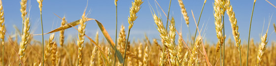 Eco-friendly agro inputs
