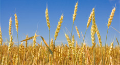 Eco-friendly agro inputs