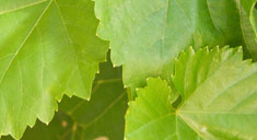Eco-friendly agro inputs